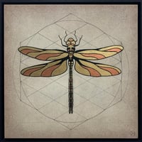 Image 1 of Emperor Dragon fly - Anax imperator