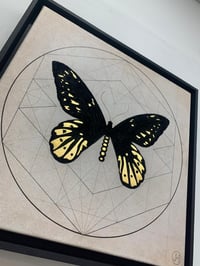 Image 2 of Queen Alexandras  Birdwing - Ornithoptera Alexandrae
