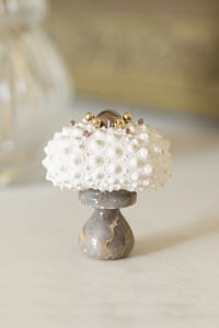 Image 1 of  Heterocentrotus Mammillatus Parme