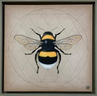 Image 1 of Buff - tailed bumblebee - Bombus terrestris