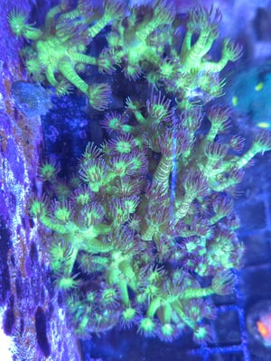 Image of SF Glitter Goni 10 polyps 