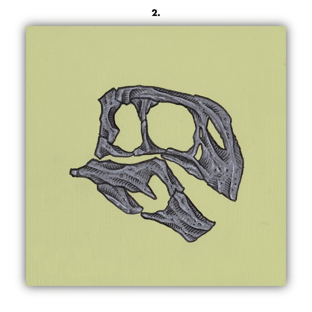 DINOSAUR SKULLS