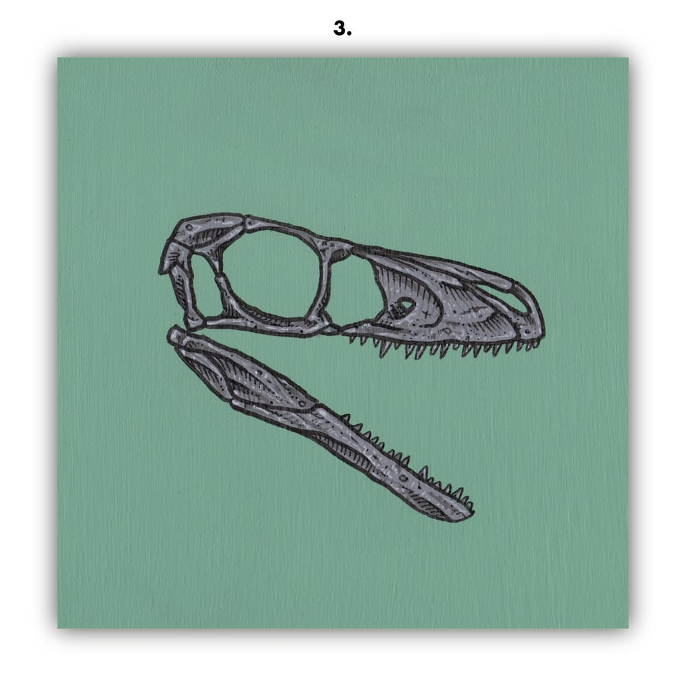 DINOSAUR SKULLS