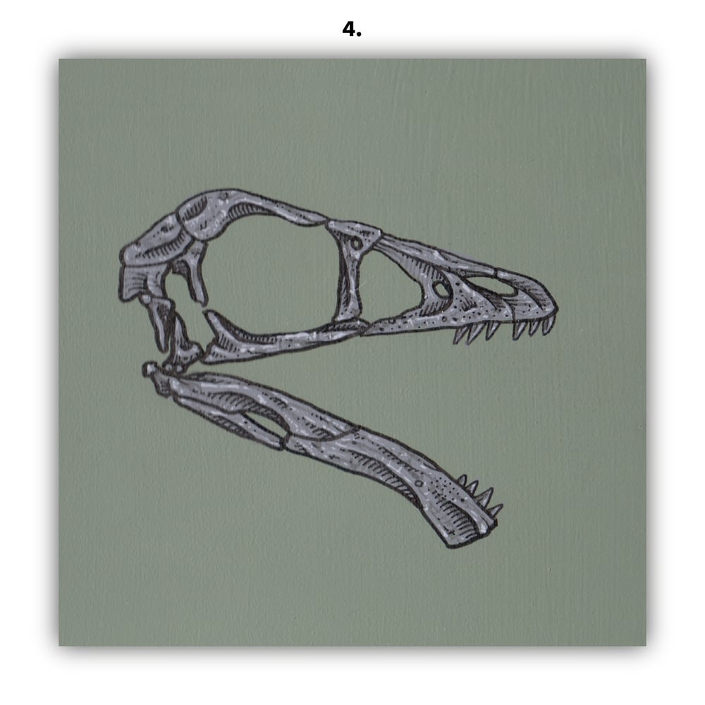 DINOSAUR SKULLS
