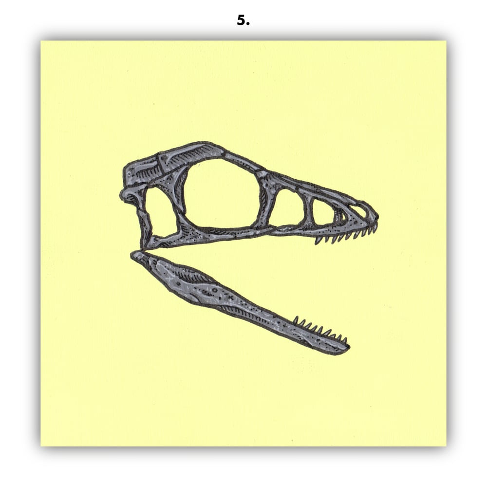 DINOSAUR SKULLS