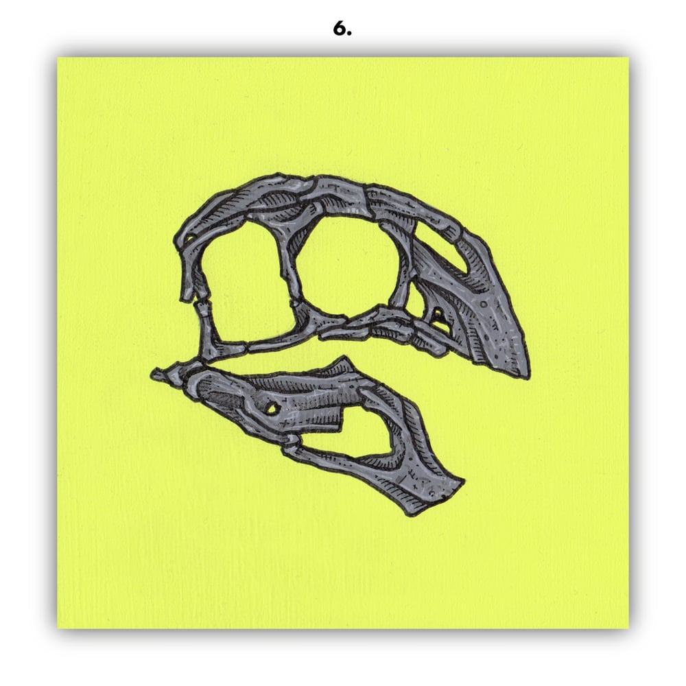 DINOSAUR SKULLS