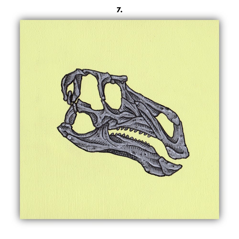 DINOSAUR SKULLS