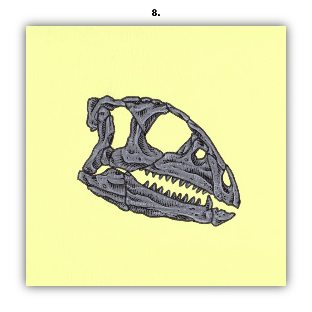 DINOSAUR SKULLS