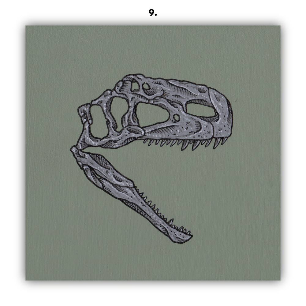 DINOSAUR SKULLS