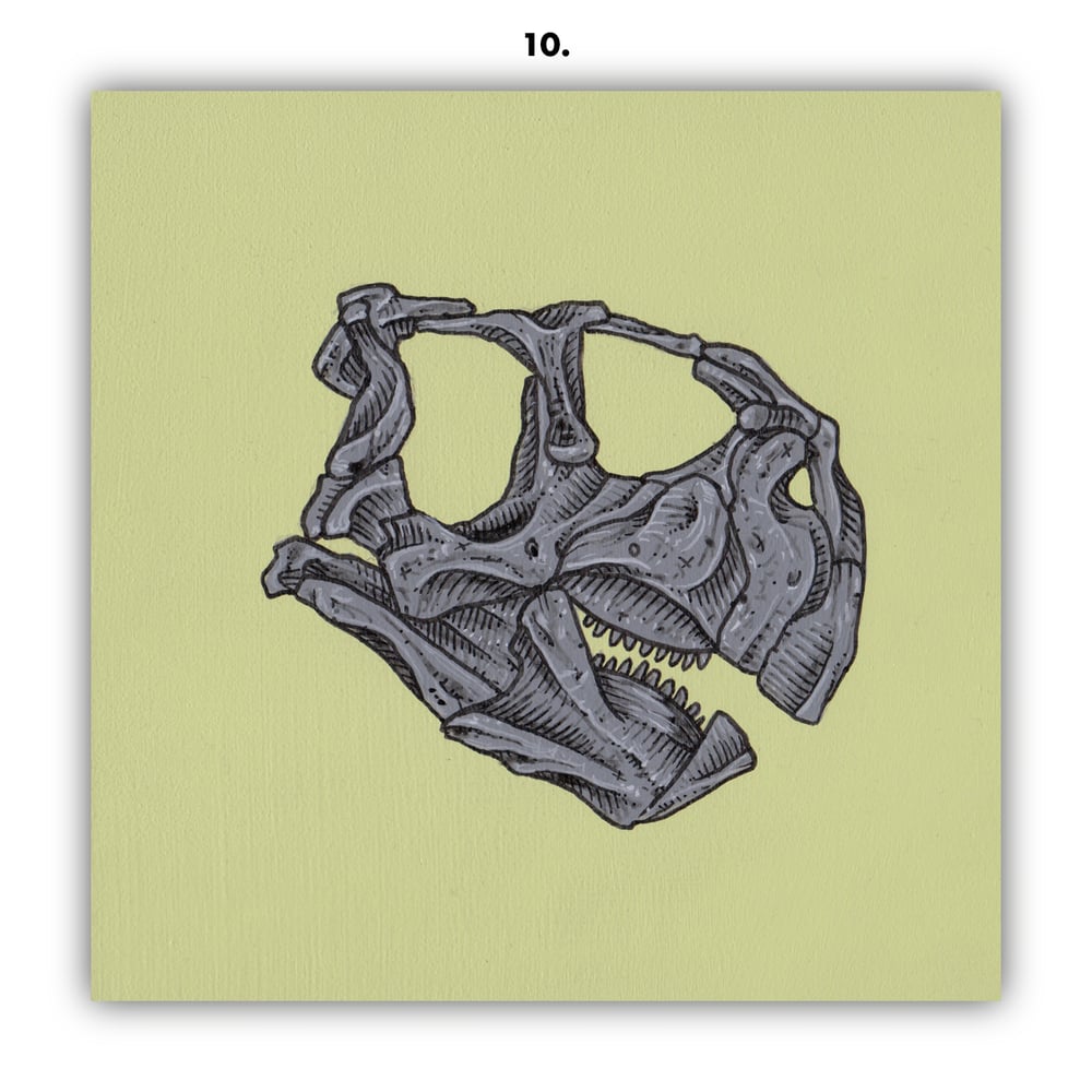 DINOSAUR SKULLS