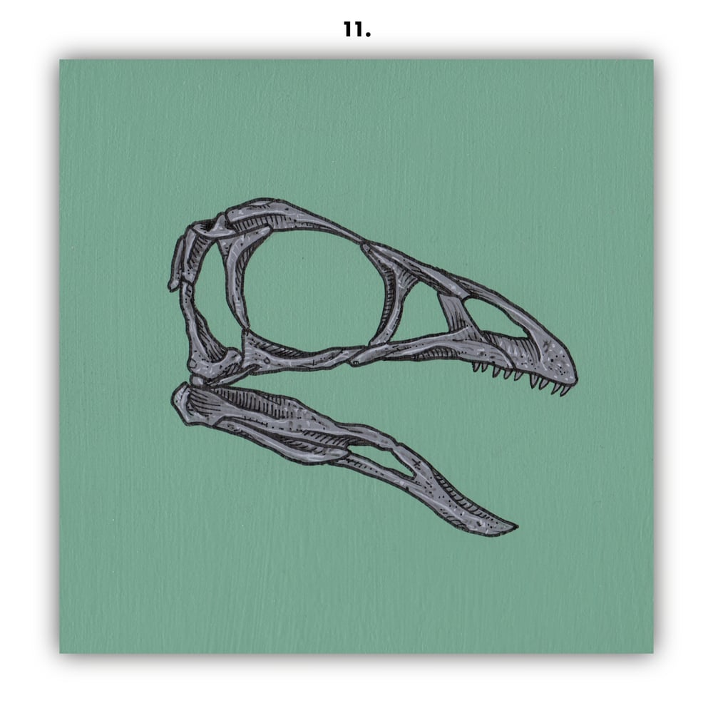 DINOSAUR SKULLS