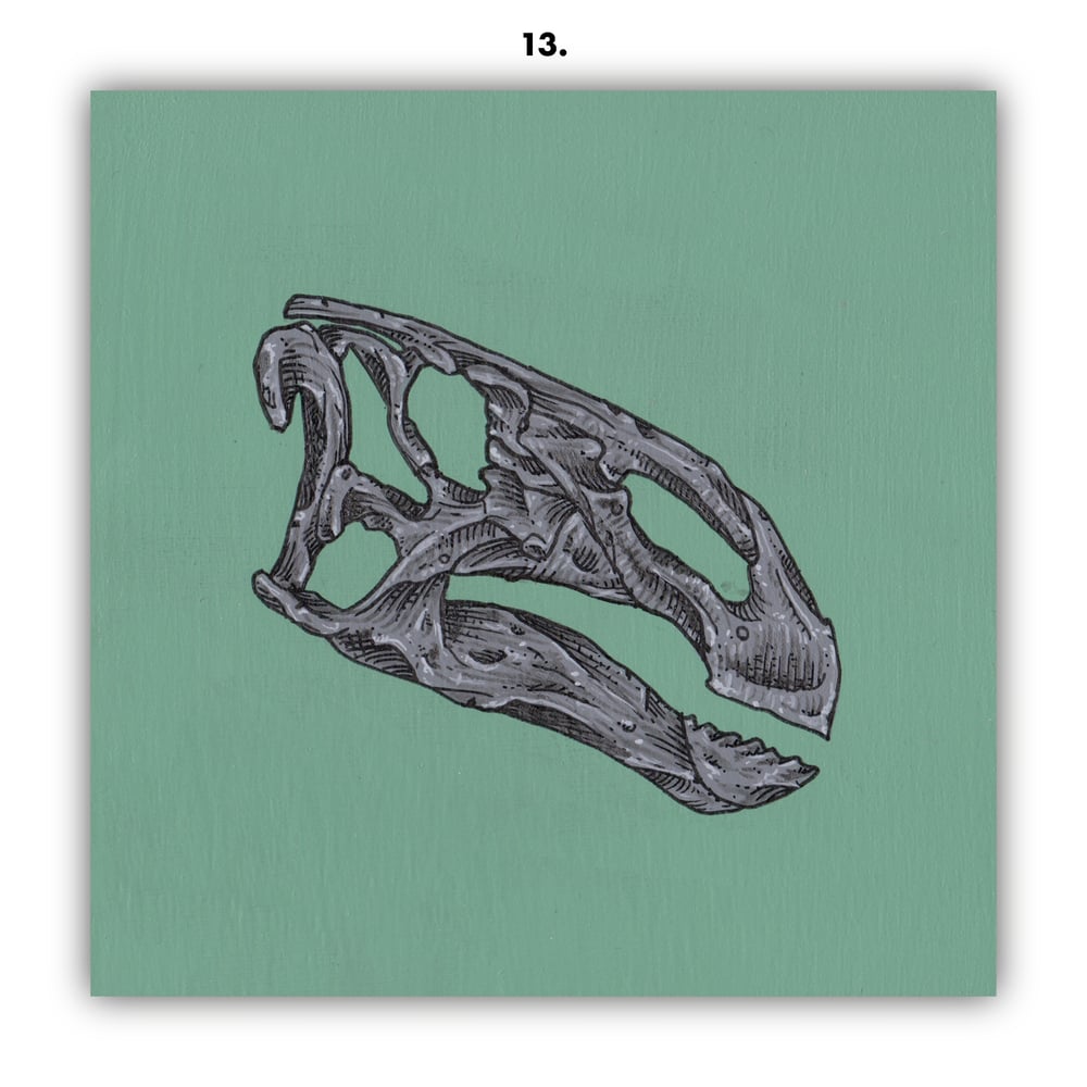 DINOSAUR SKULLS