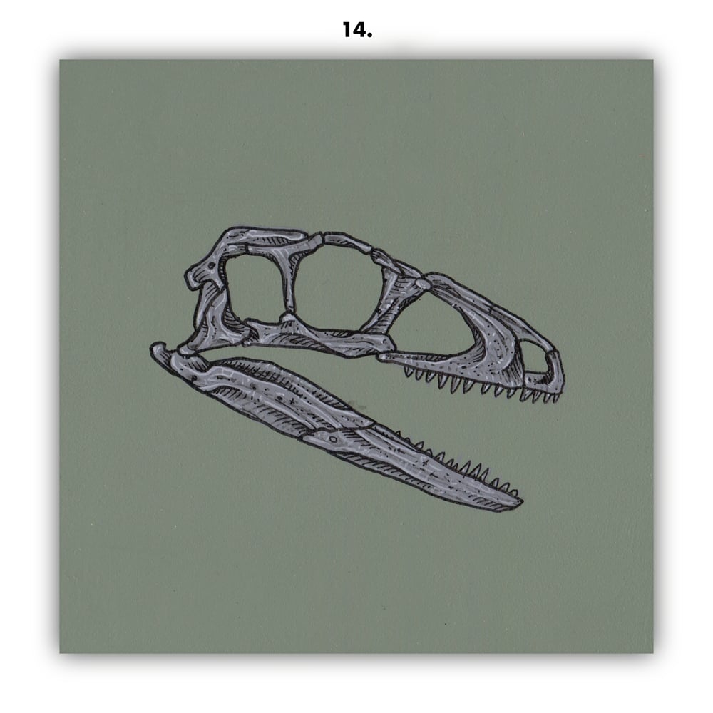 DINOSAUR SKULLS