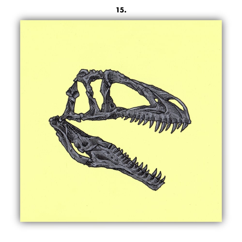 DINOSAUR SKULLS