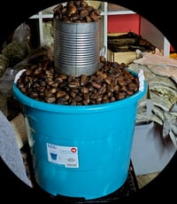 Labapen/ Haitian Chestnuts