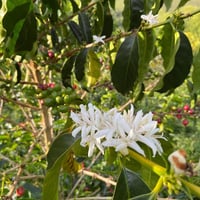 Image 4 of Kolumbien - La Esperanza - Washed Sidra - Premium Pick #3 - Filter