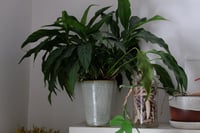 Image 1 of Greyish-blue vase.