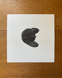 Image 1 of Little Beaver