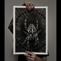 Image 1 of Garden Orb Spider A3 Print