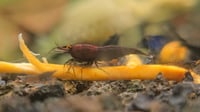 Image 1 of OE Red Onyx Neocaridina 