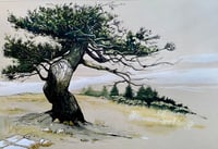 Forest 2