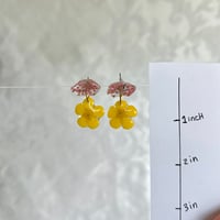 Image 2 of queen annes lace x buttercup