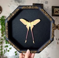 RARE ! Male Chinese luna moth