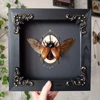 Image 1 of Five Horned Beetle