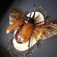 Image 2 of Five Horned Beetle