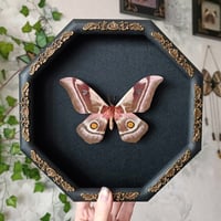 Madagascan Emperor Moth