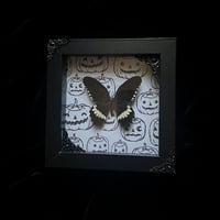 Papilio alphenor ledebouria - Jack o lanterns