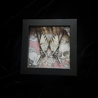 Eurytides Agesilaus Butterfly - Pink Skulls