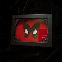 Image 1 of Papilio Albinus Butterfly -Red