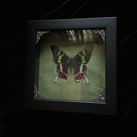 Madagascar Sunset Moth - Green Damask