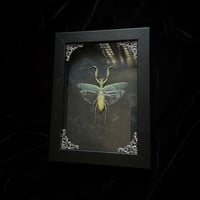 Male Green Mantis -Dark Grey