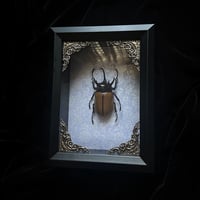 Yellow Five-Horned Rhinoceros Beetle - Silver Damask