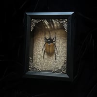Yellow five-horned rhinoceros beetle - Gold Damsk