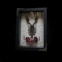 Gothic Romance - Giant Forest Scorpion - Style 1