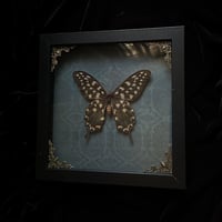 Papilio Antenor Butterfly - Green Damsak