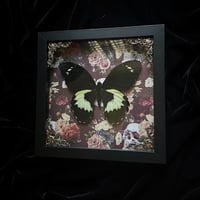 Papilio Gambrisius Butterfly - Skulls and Floral