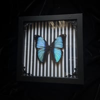 Morpho Deidamia Butterfly - B&W Stripes
