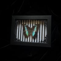 Prepona amphimachus butterfly - Stripes