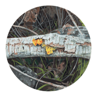 Image 2 of Witch's Butter Mushroom Print