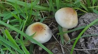 Psilocybe Ochraceocentrata Liquid Culture