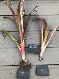 Image 1 of Billbergia cultivar