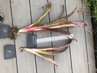 Image 2 of Billbergia cultivar