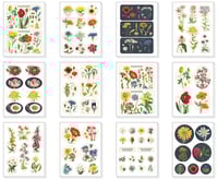 Image 2 of Cavallini & Co. Wildflowers Vintage Sticker Set, Assorted