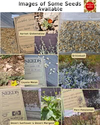 Mojave Native Seed Pack