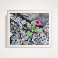 Image 1 of Kellogg's Monkeyflower Print