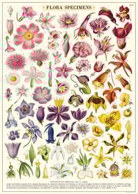 Image 1 of Cavallini & Co. Flora Specimens Poster, Archival Paper, Matte Print